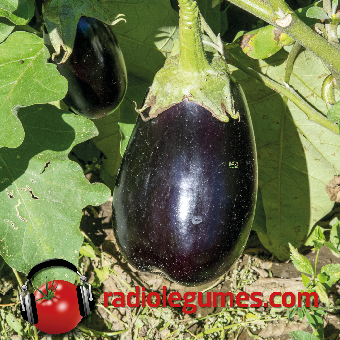 Les multiculturelles aubergines