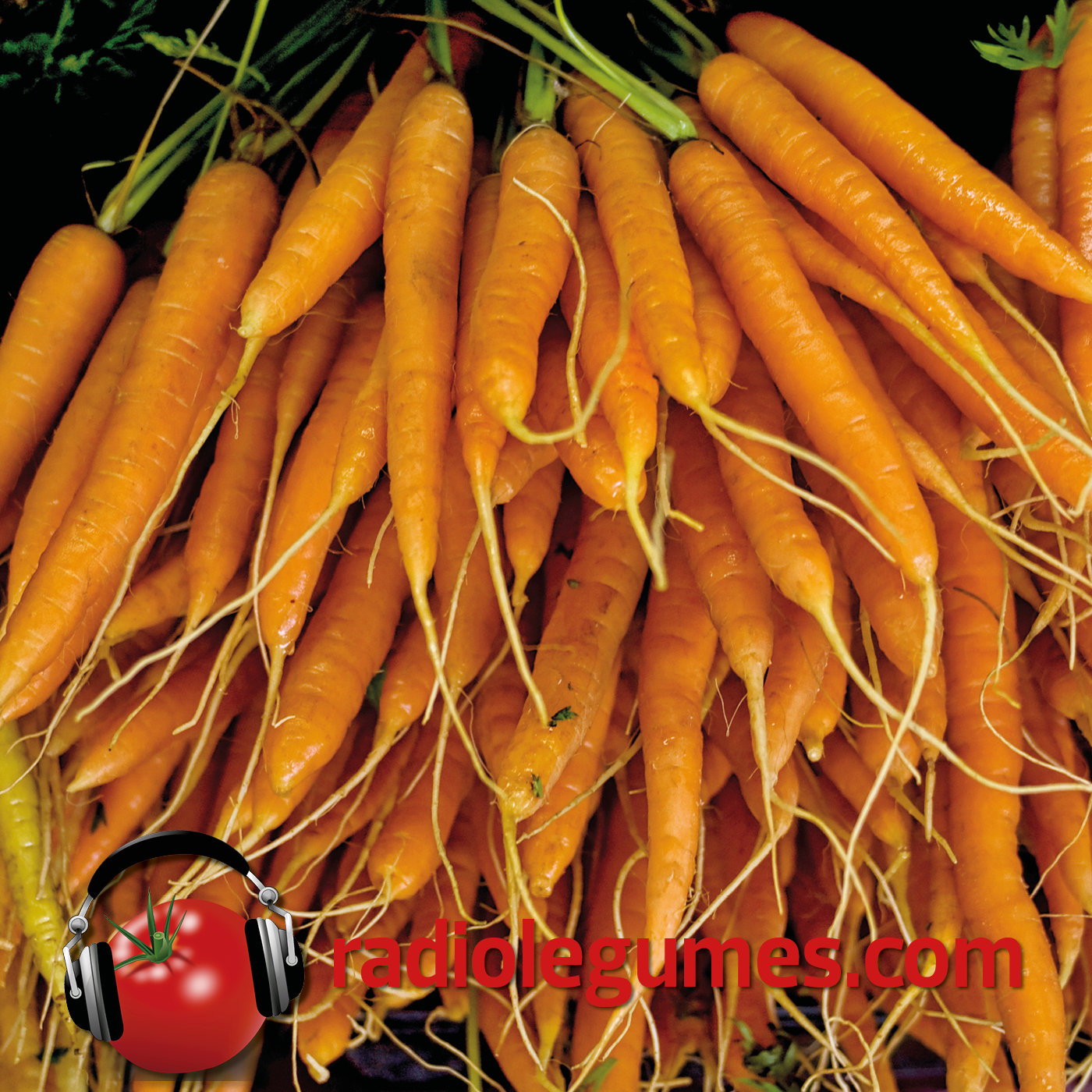 Les énigmatiques carottes