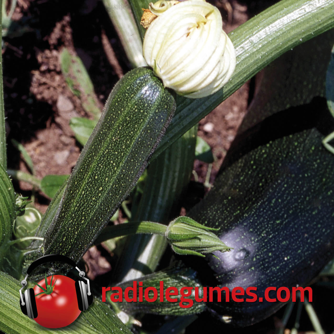 Courgettes, pâtissons, etc. : la belle saison dans votre assiette