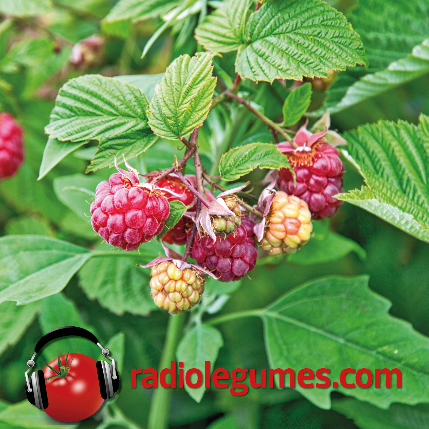 Un fruit au naturel : la framboise