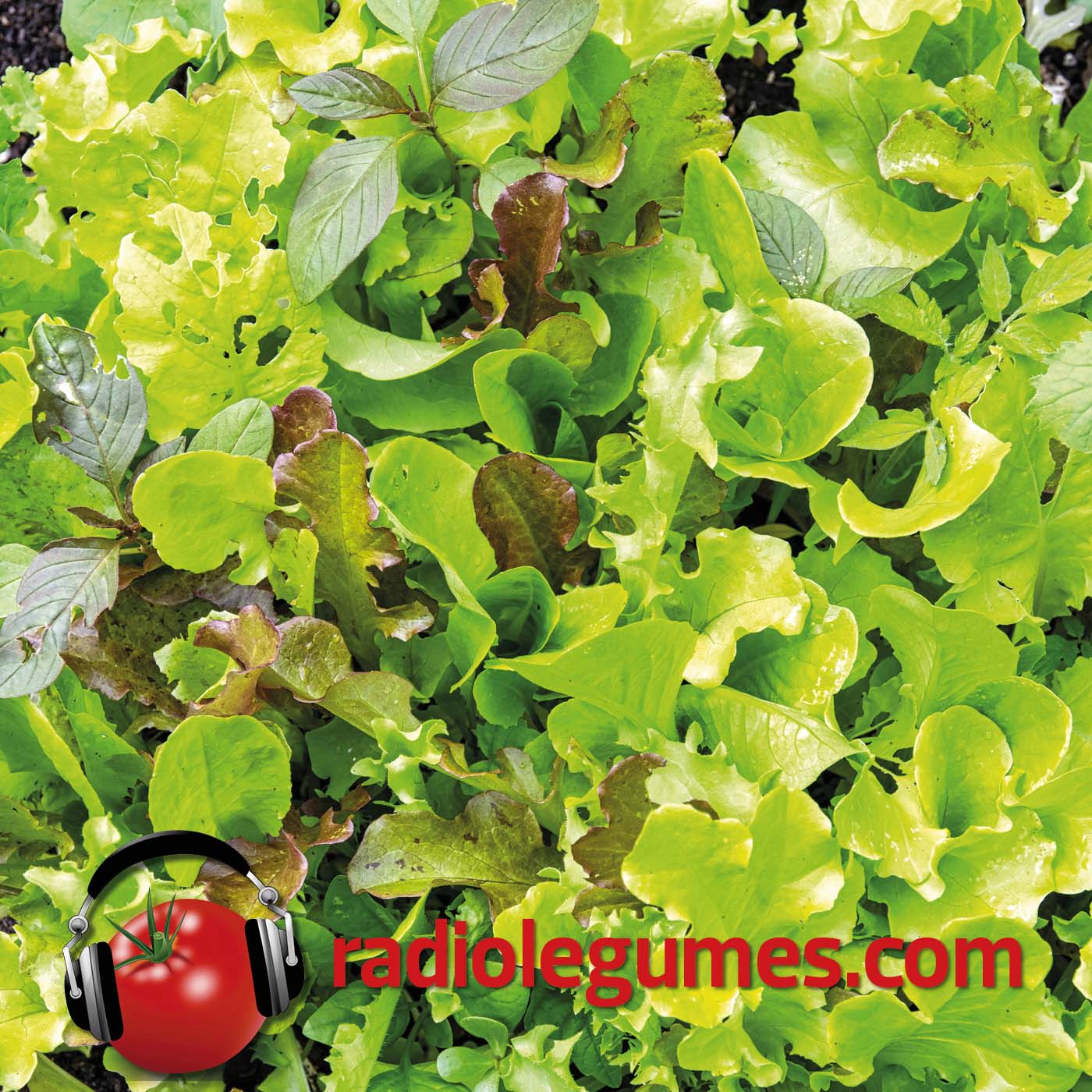 Le mesclun : un cocktail de verdure