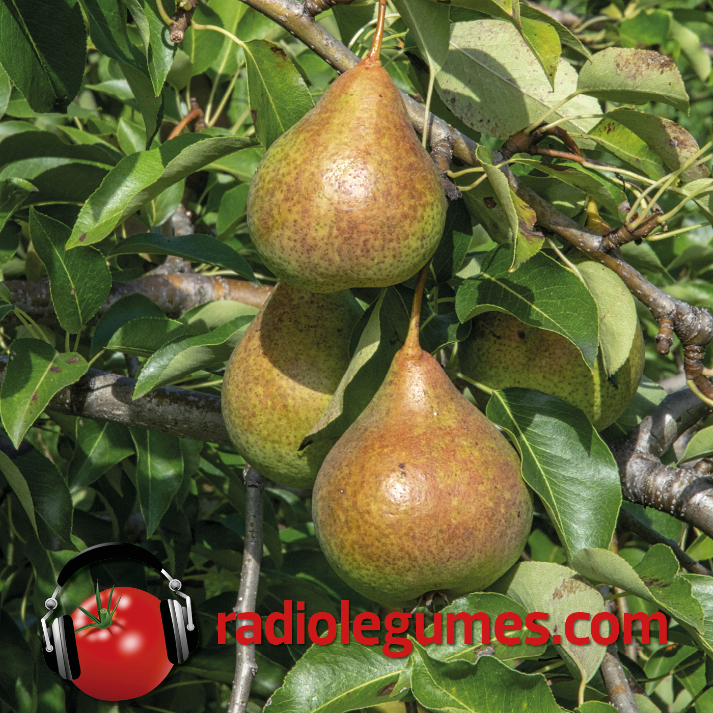 Inutile de couper la poire en deux!