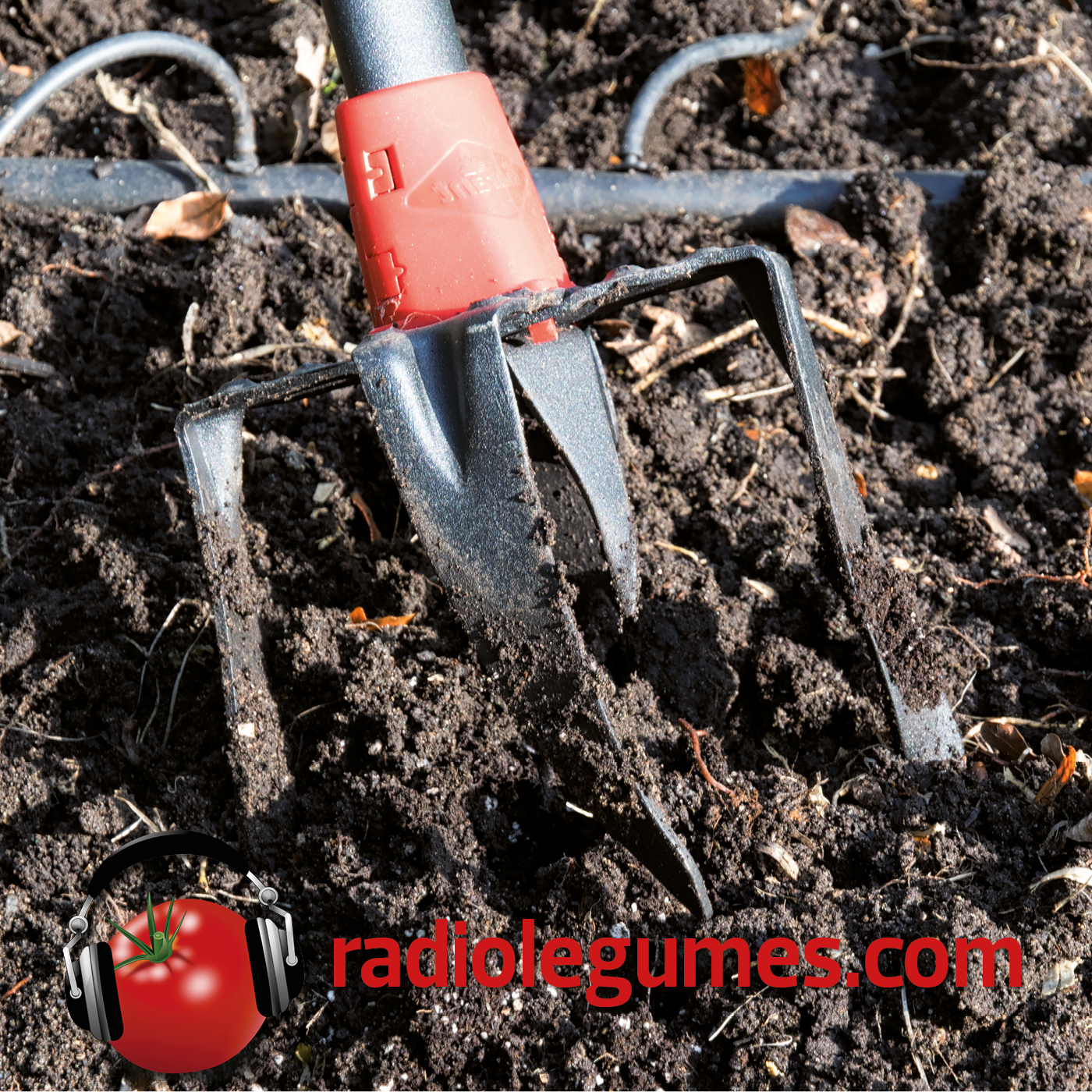 Comment planter un potager en pleine terre?