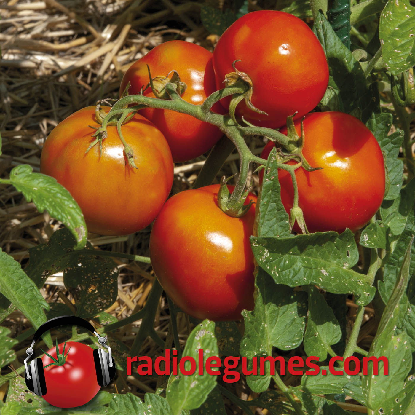 Les tomates, estivales et chaleureuses
